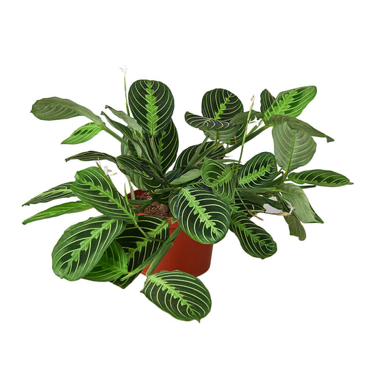 Maranta lemon lime prayer plant in nursery pot with striped green leaves by H Potter
