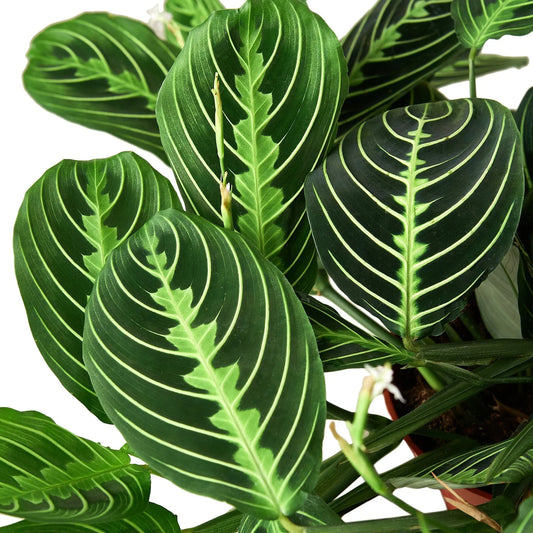 Close-up of maranta lemon lime prayer plant leaves with bright green striping