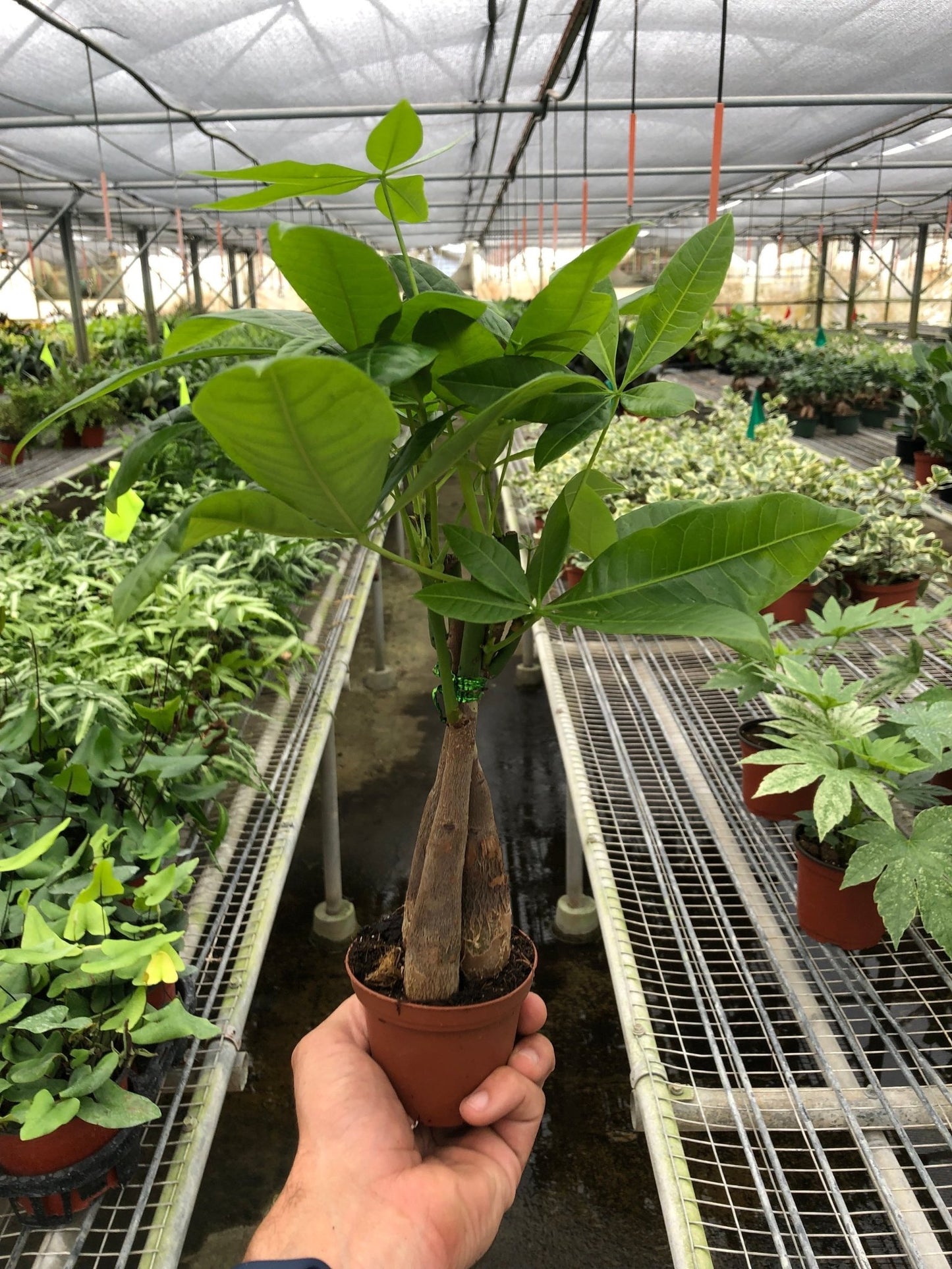 Pachira aquatica money tree plant growing in greenhouse with healthy braided trunk and foliage
