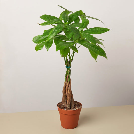 Small braided money tree plant in pot styled on tabletop, easy-care indoor Pachira aquatica houseplant