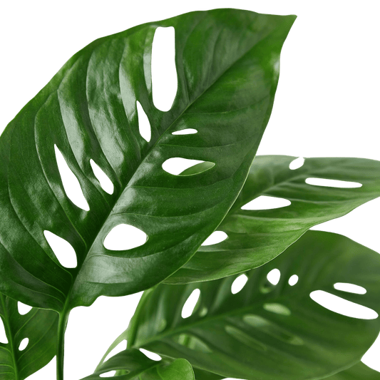 Close-up of Monstera adansonii leaves showing natural holes and glossy green foliage