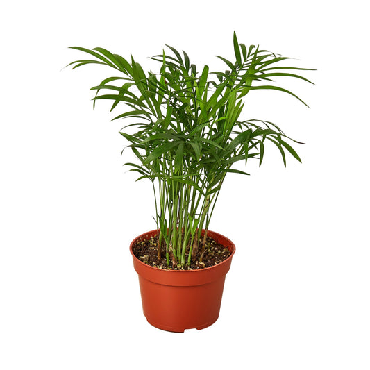 Potted parlor palm plant with delicate green fronds for indoor spaces