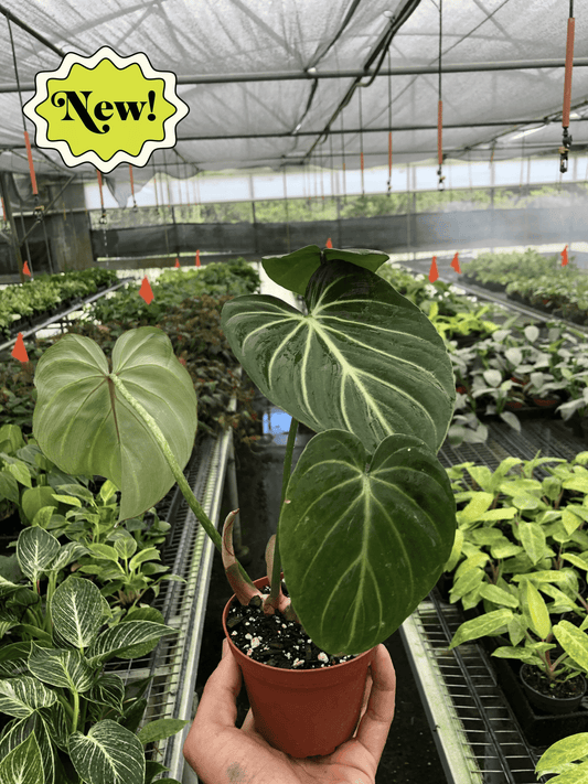 Philodendron gloriosum plant in greenhouse showing large heart-shaped leaves and trailing growth habit