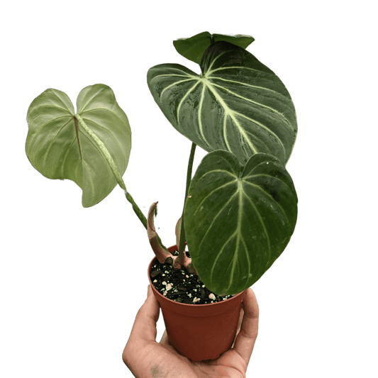 Philodendron gloriosum plant with large velvety green leaves and white veins in nursery pot, rare tropical indoor plant curated by H Potter
