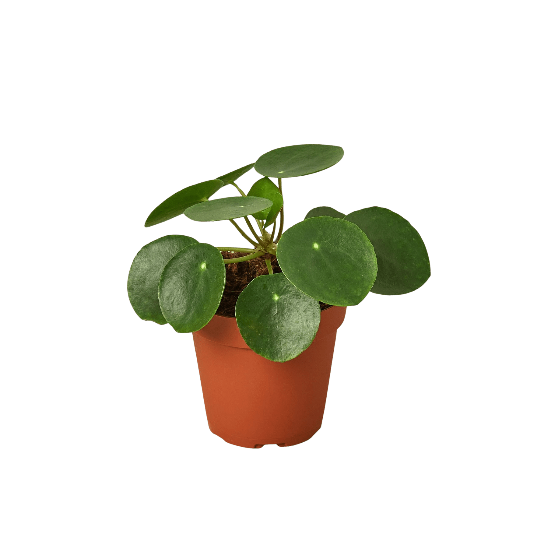 indoor money plant pot Chinese Money Plant (Pilea peperomioides)