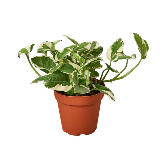 Pothos N’Joy (Epipremnum aureum) trailing indoor plant with green and white variegated leaves in nursery pot curated by H Potter