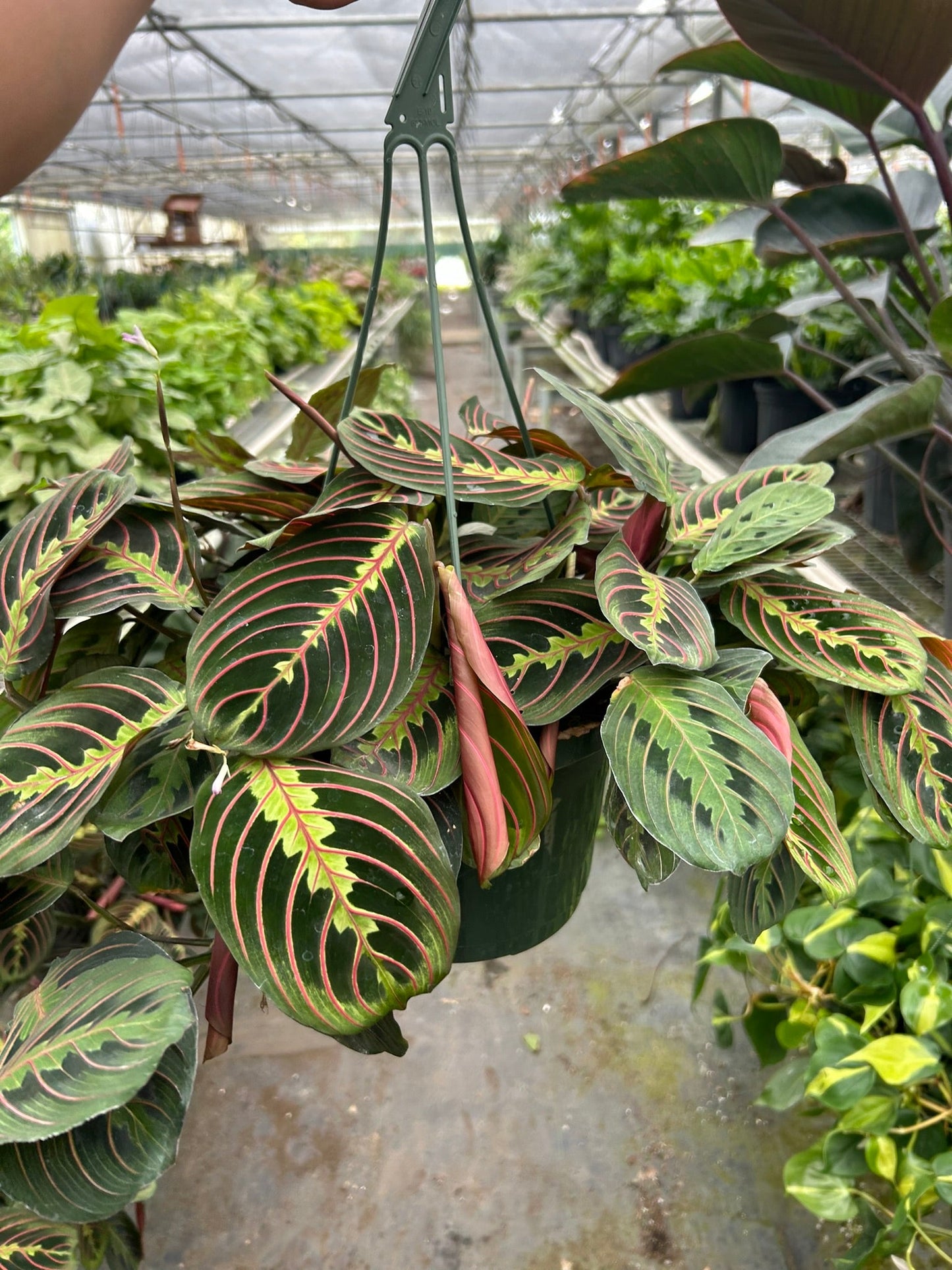 Maranta red prayer plant hanging in greenhouse showing vibrant foliage and trailing growth