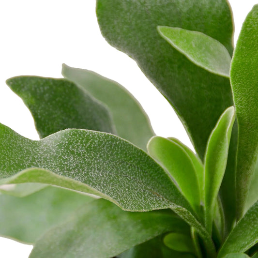 Close-up of staghorn fern fronds showing soft green texture and antler-shaped foliage