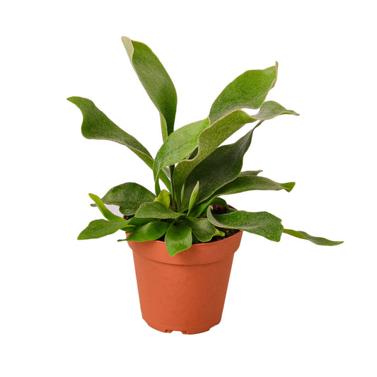 Staghorn fern (Platycerium bifurcatum) in nursery pot with sculptural green fronds, tropical indoor fern curated by H Potter