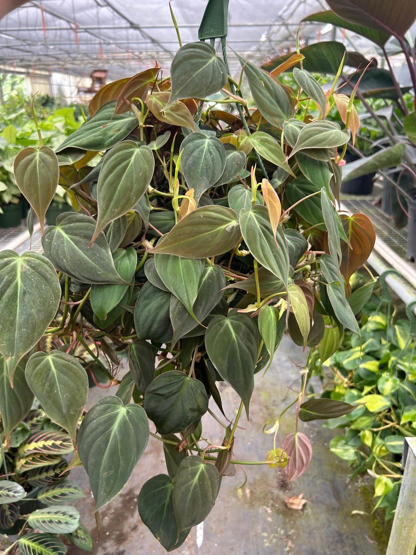 large Philodendron micans plant growing in greenhouse with trailing vines and velvety leaves
