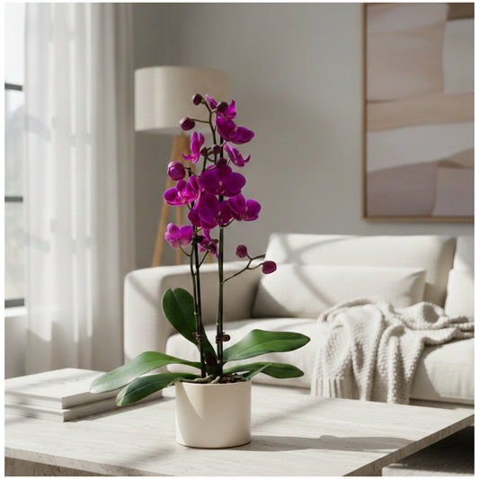 Purple Phalaenopsis orchid in a decorative ceramic planter on a coffee table in a modern living room with soft natural light