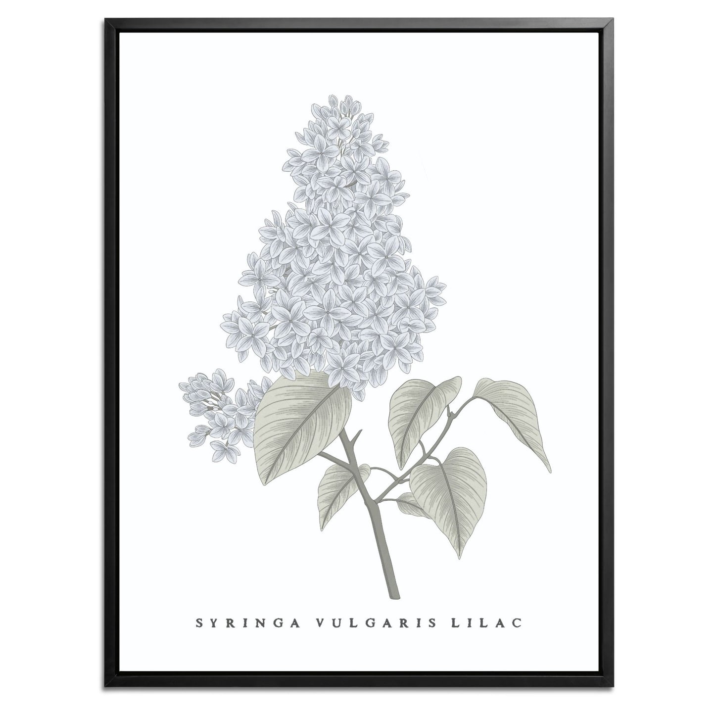 Lilac Botanical Fine Art Print by H Potter