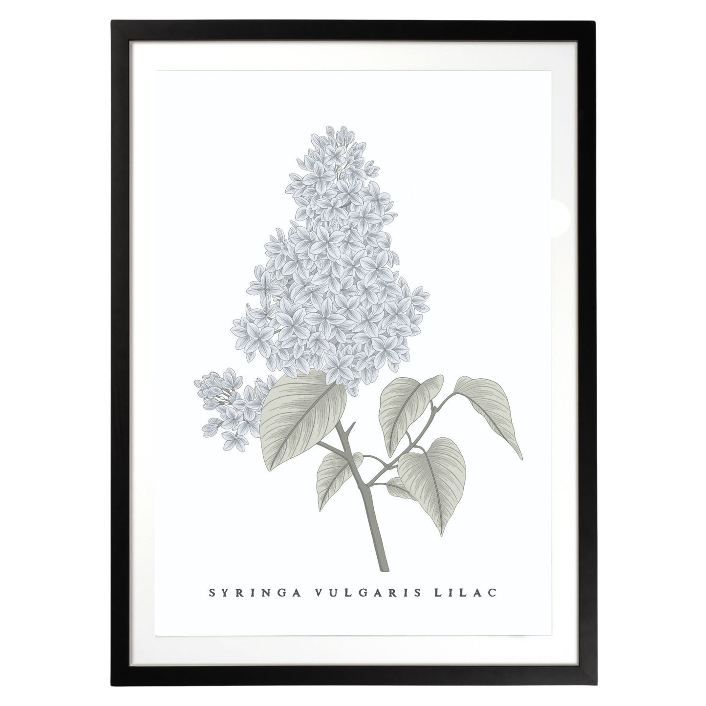 Lilac Botanical Fine Art Print by H Potter