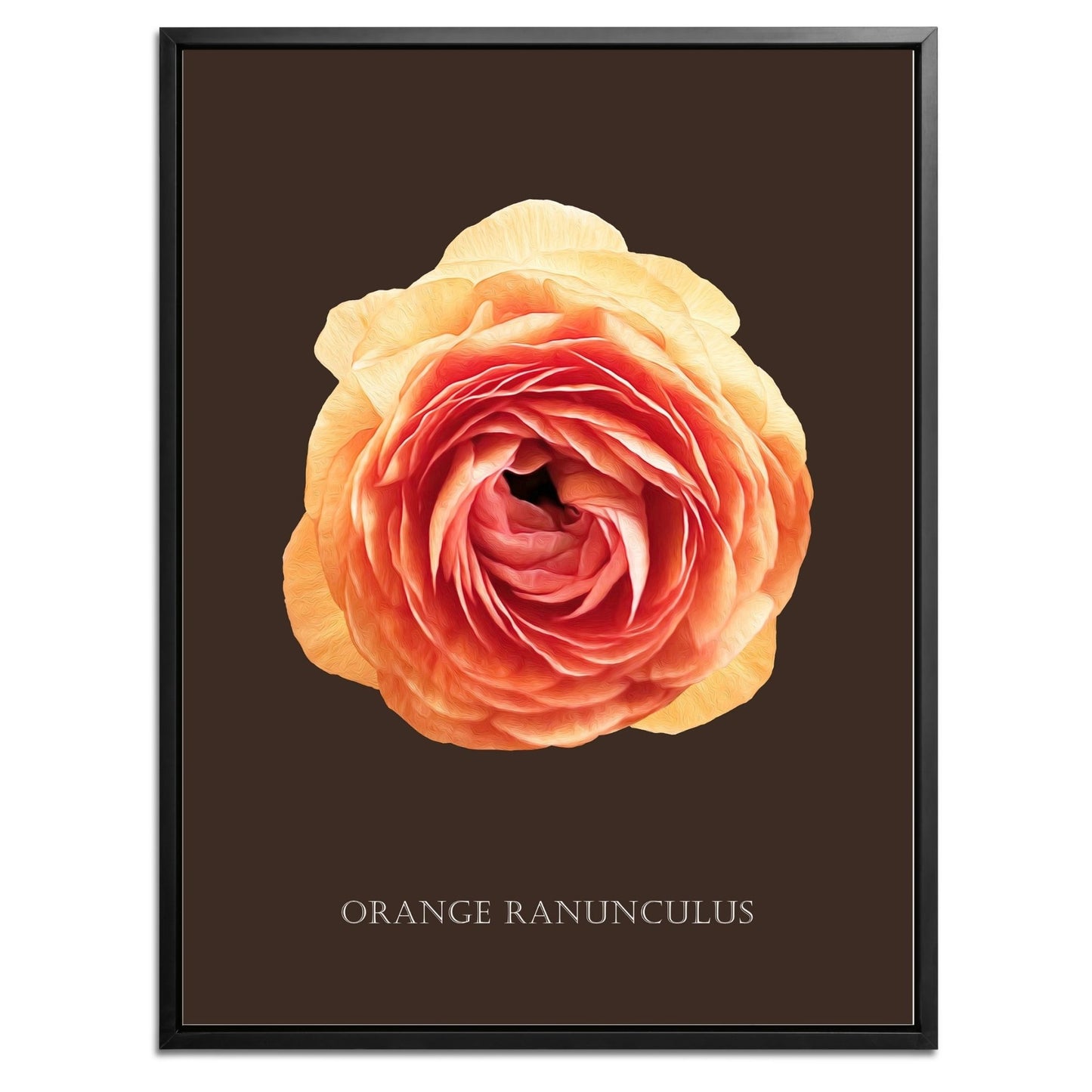 Orange Ranunculus Botanical Fine Art Print by H Potter