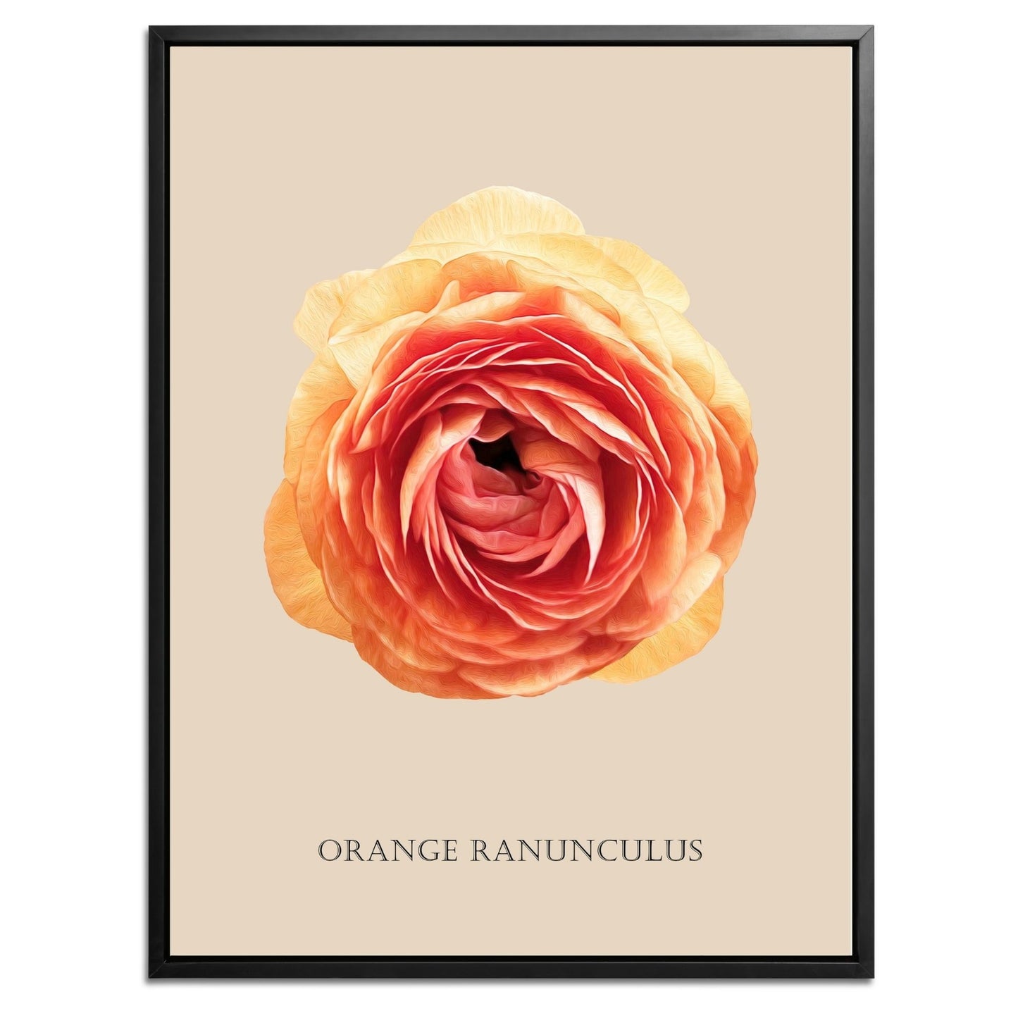 Orange Ranunculus Botanical Fine Art Print by H Potter