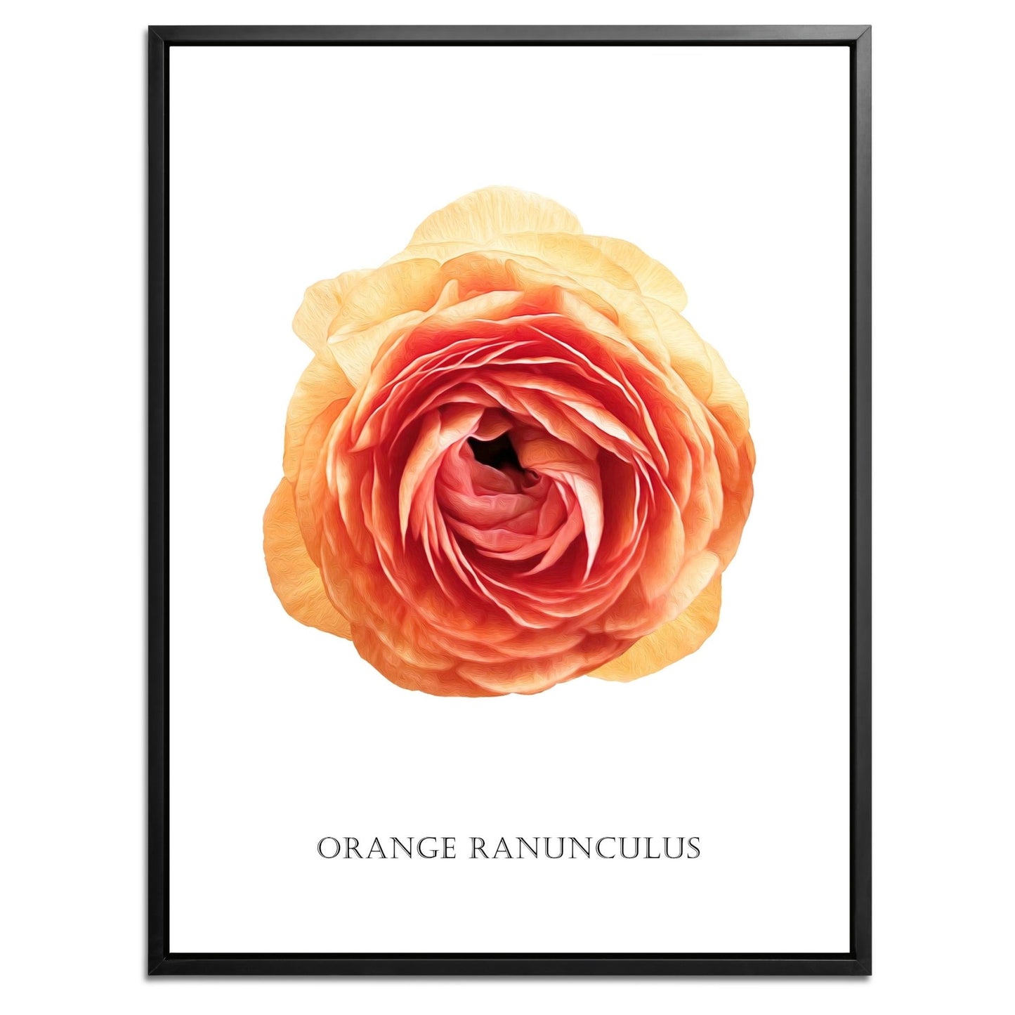 Orange Ranunculus Botanical Fine Art Print by H Potter