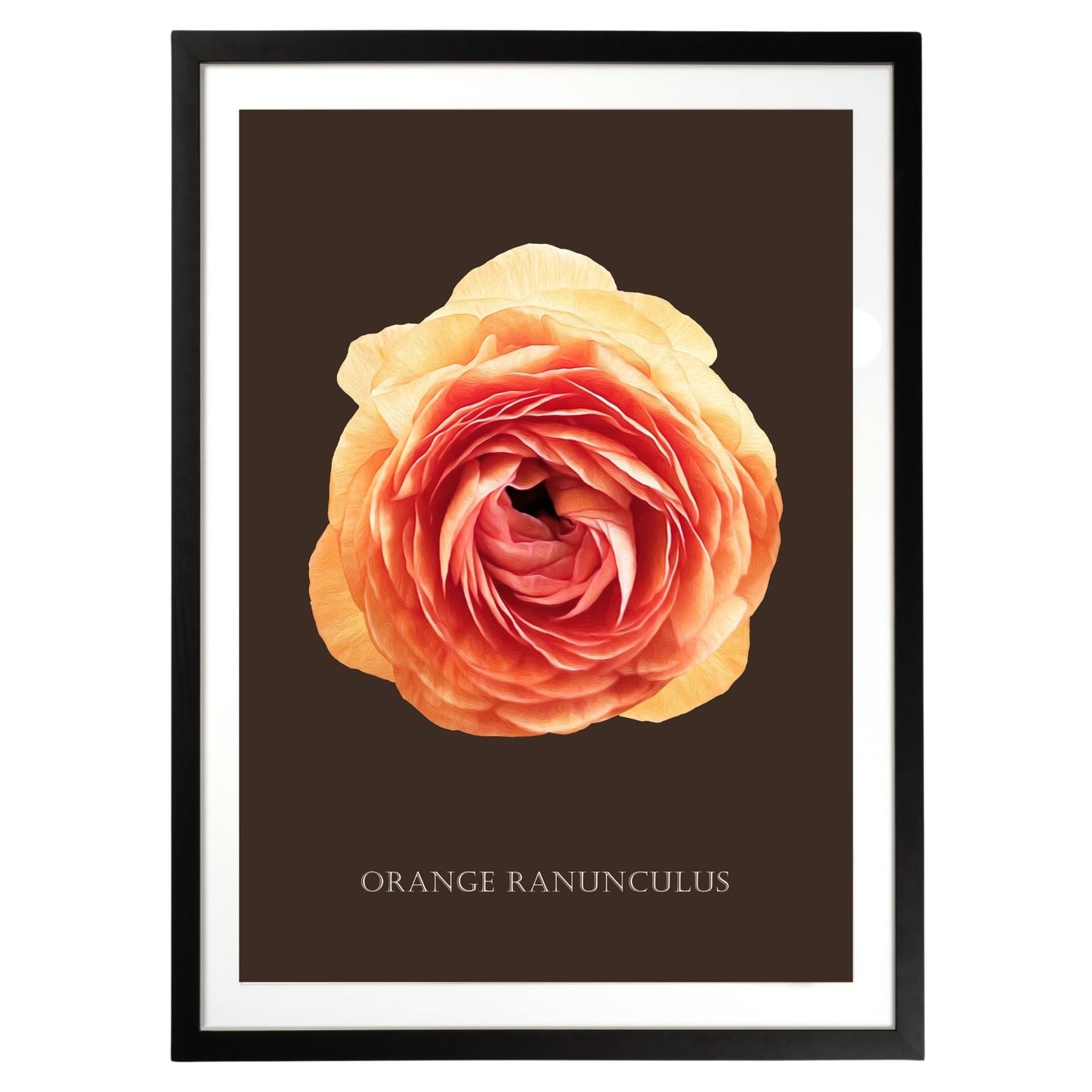 Orange Ranunculus Botanical Fine Art Print by H Potter