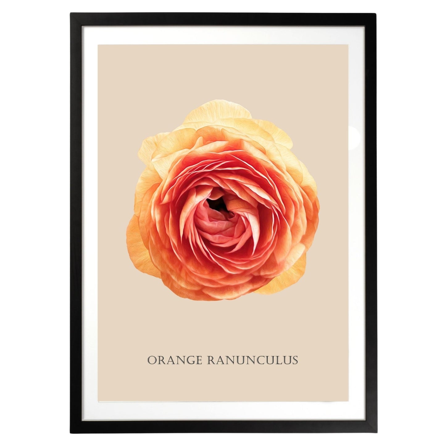 Orange Ranunculus Botanical Fine Art Print by H Potter