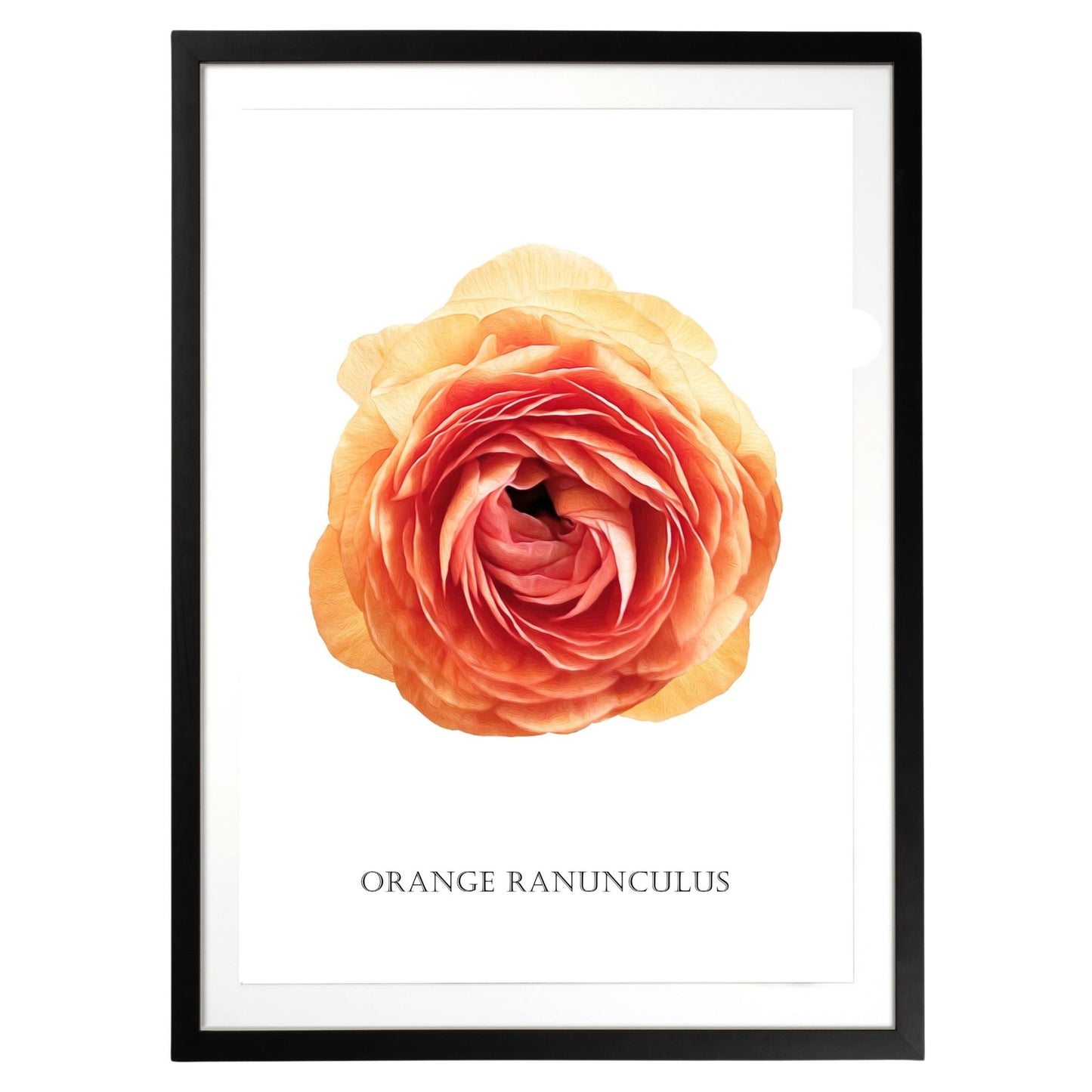 Orange Ranunculus Botanical Fine Art Print by H Potter