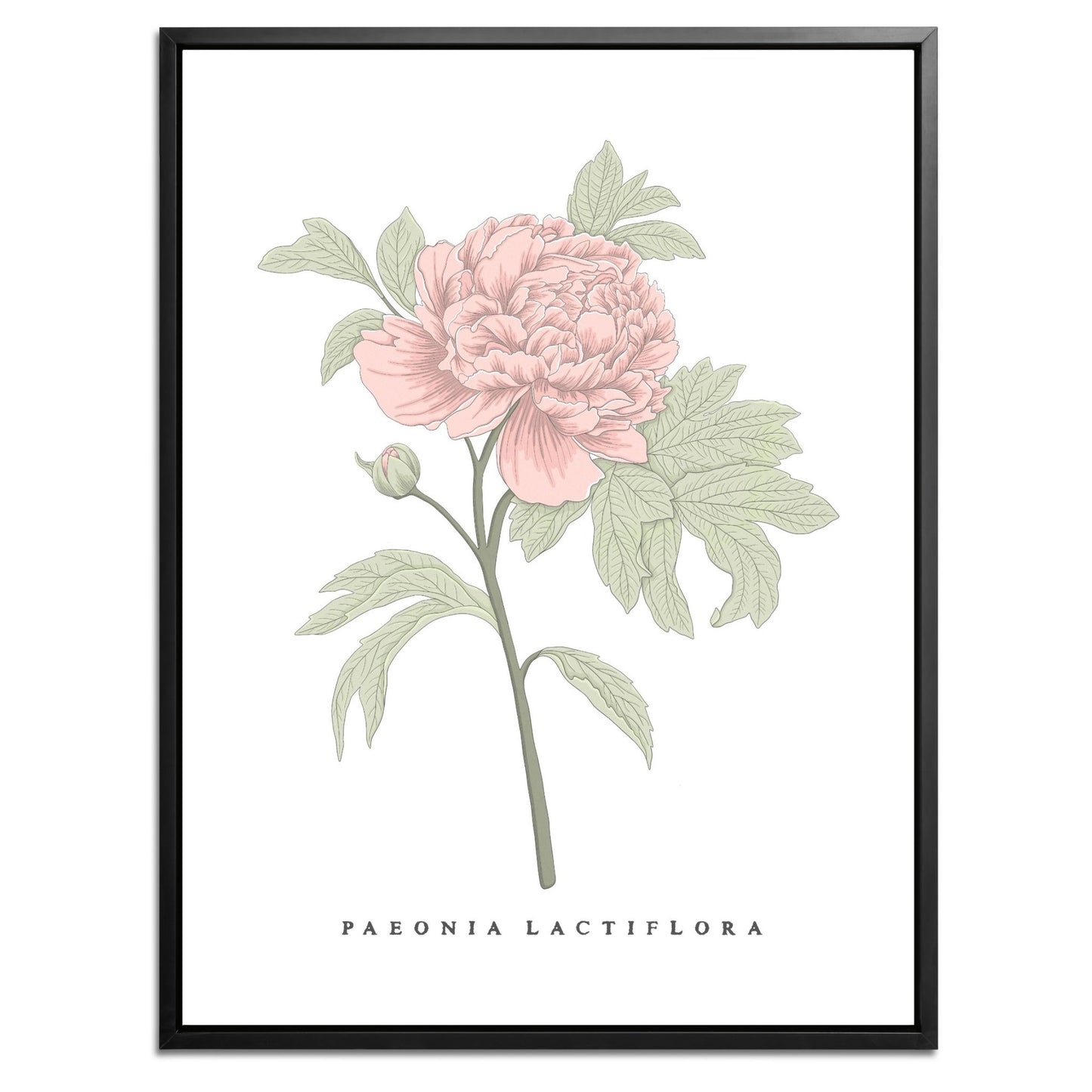 Peony Botanical Fine Art Print by H Potter Pink