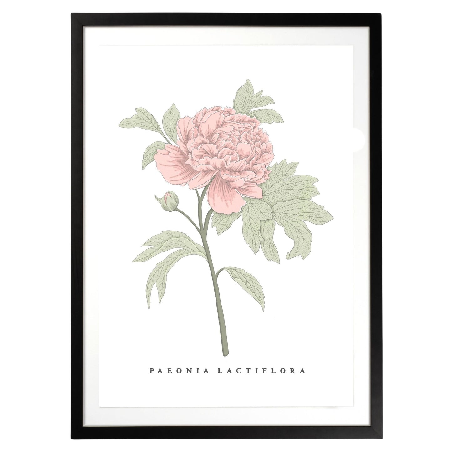 Peony Botanical Fine Art Print by H Potter Pink