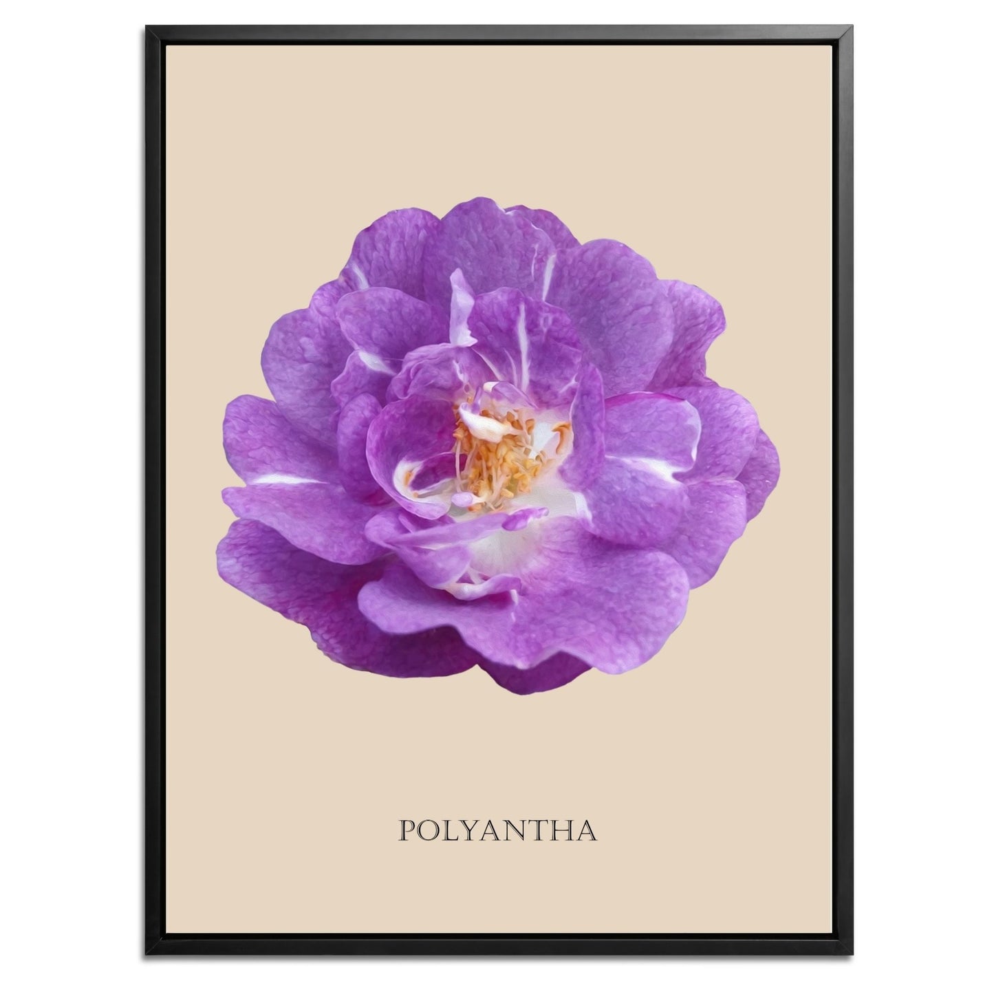 Purple Polyantha Rose Botanical Art Print by H Potter