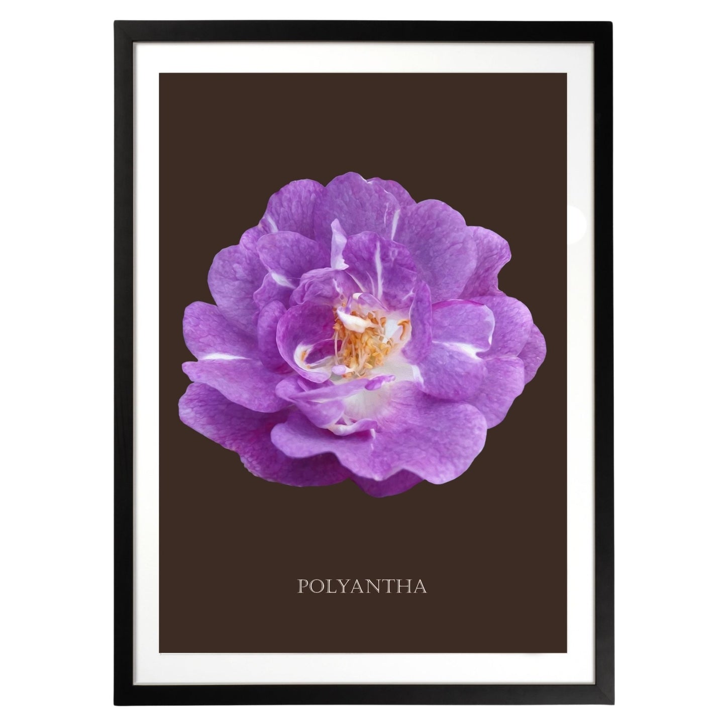 Purple Polyantha Rose Botanical Art Print by H Potter