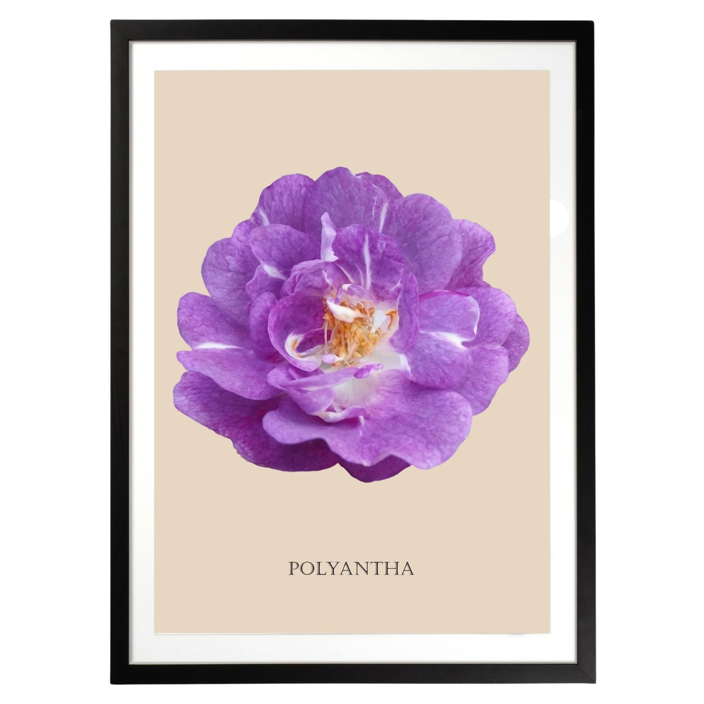 Purple Polyantha Rose Botanical Art Print by H Potter