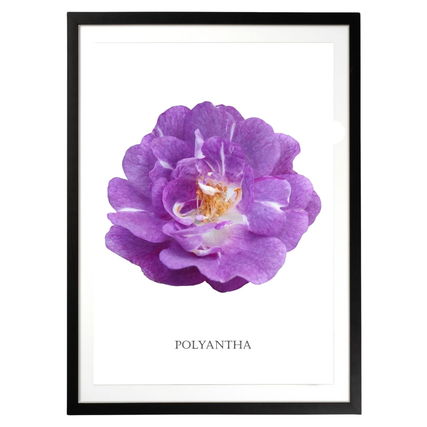 Purple Polyantha Rose Botanical Art Print by H Potter