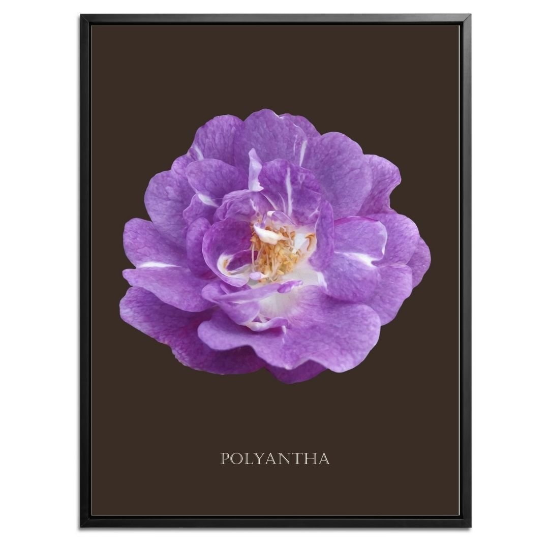 Purple Polyantha Rose Botanical Art Print by H Potter