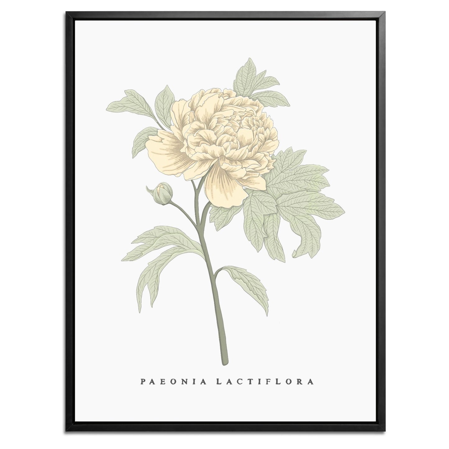 Peony Botanical Fine Art Print by H Potter Yellow