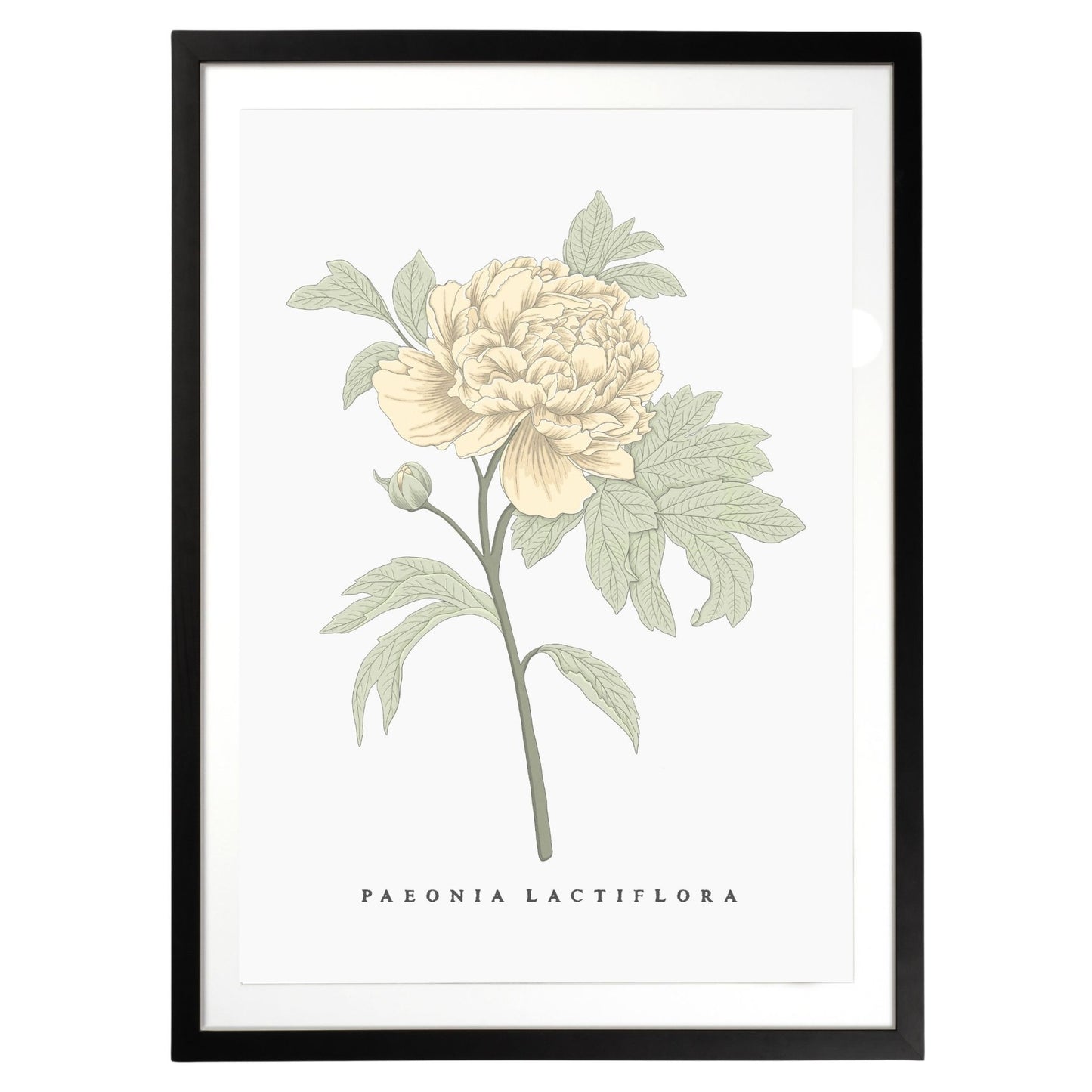 Peony Botanical Fine Art Print by H Potter Yellow