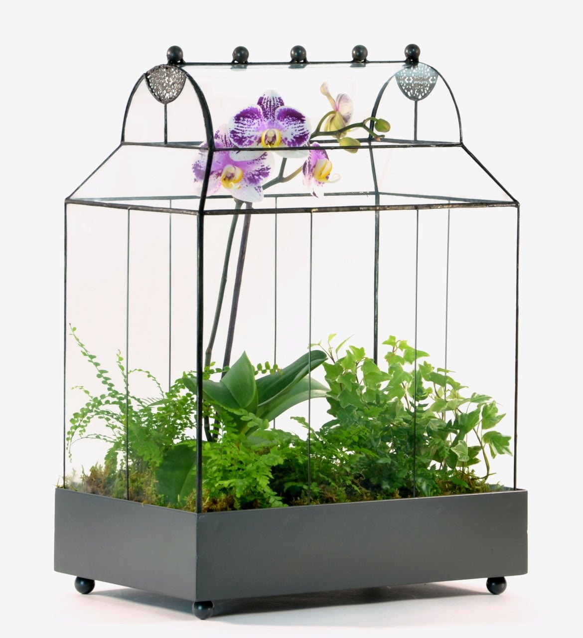 H Potter Wardian Case Terrarium For Sale with Curved Glass Roof Plant Planter Container Indoor Garden Mothers Day Gift