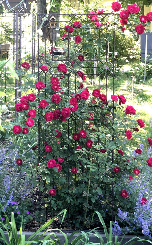 H Potter brand metal garden trellis with grid pattern outdoor landscape architectural structure red roses