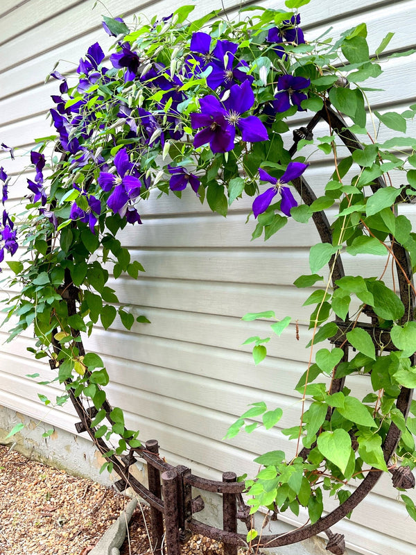 Planting on Trellises: Inside or Outside?