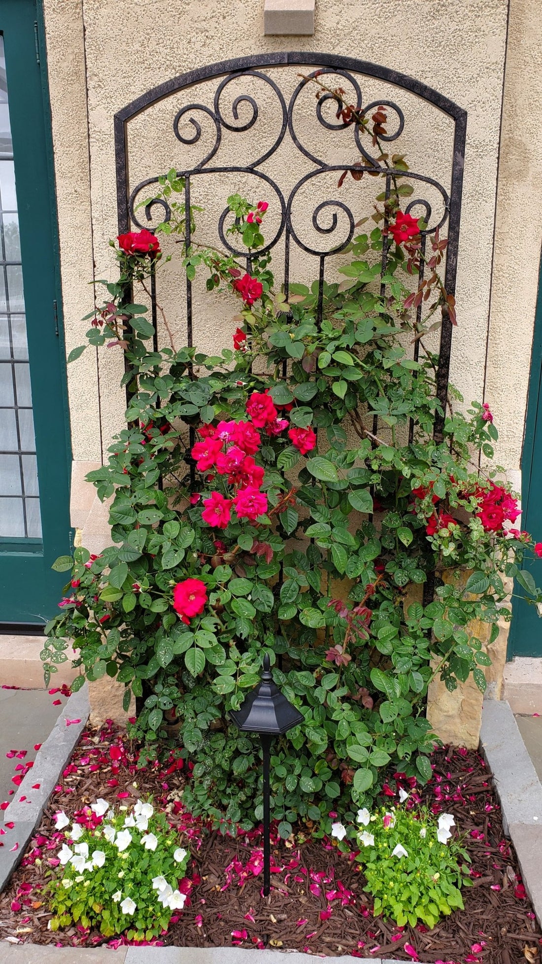 Rose Varieties