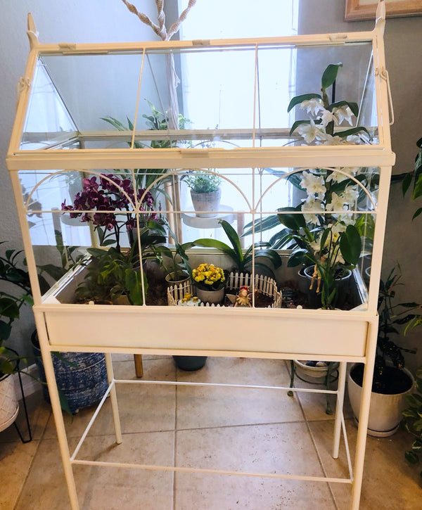 The Joy of Indoor Winter Blooms