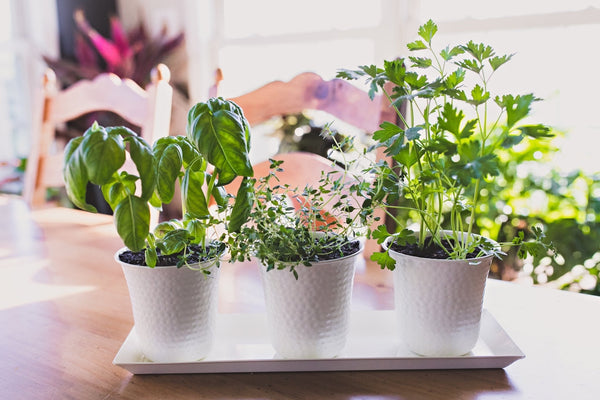 H Potter brand metal planter pots with basil cilantro herbs in kitchen set of 3 white containers