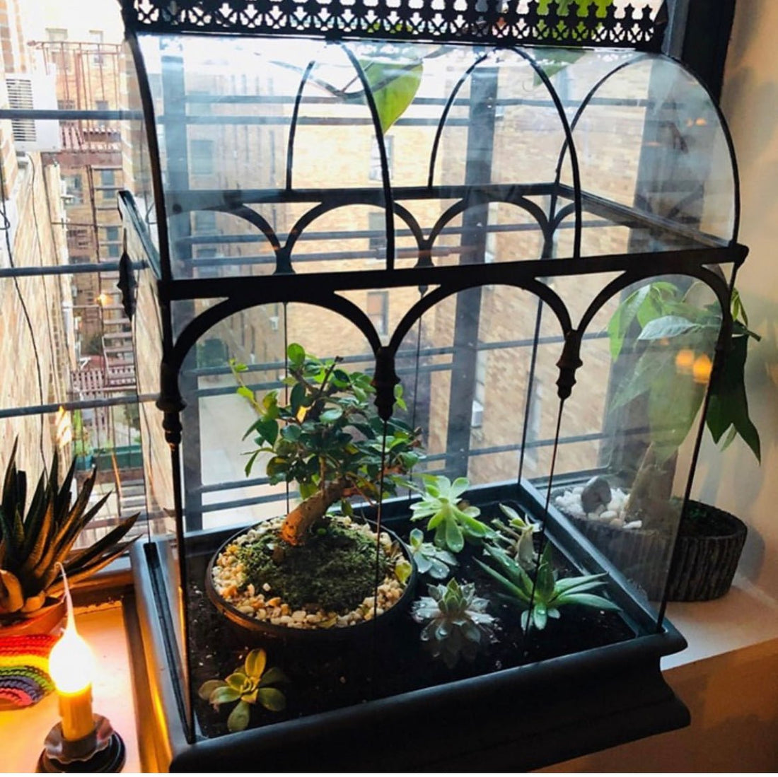 Large and tall Glass terrarium Wardian Case on a table in a home featuring a miniature indoor garden by H Potter