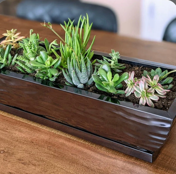 Stainless steel succulent planter with black nickel finish indoor on a table by H Potter