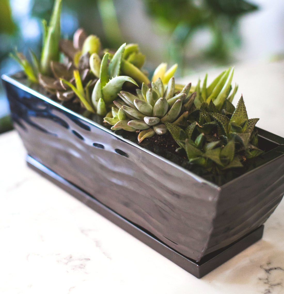 H Potter brand small metal garden planter plant pot container with succulents indoor on table