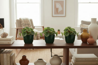 3 h potter watermelon peperomia peperomi in green pots on a table