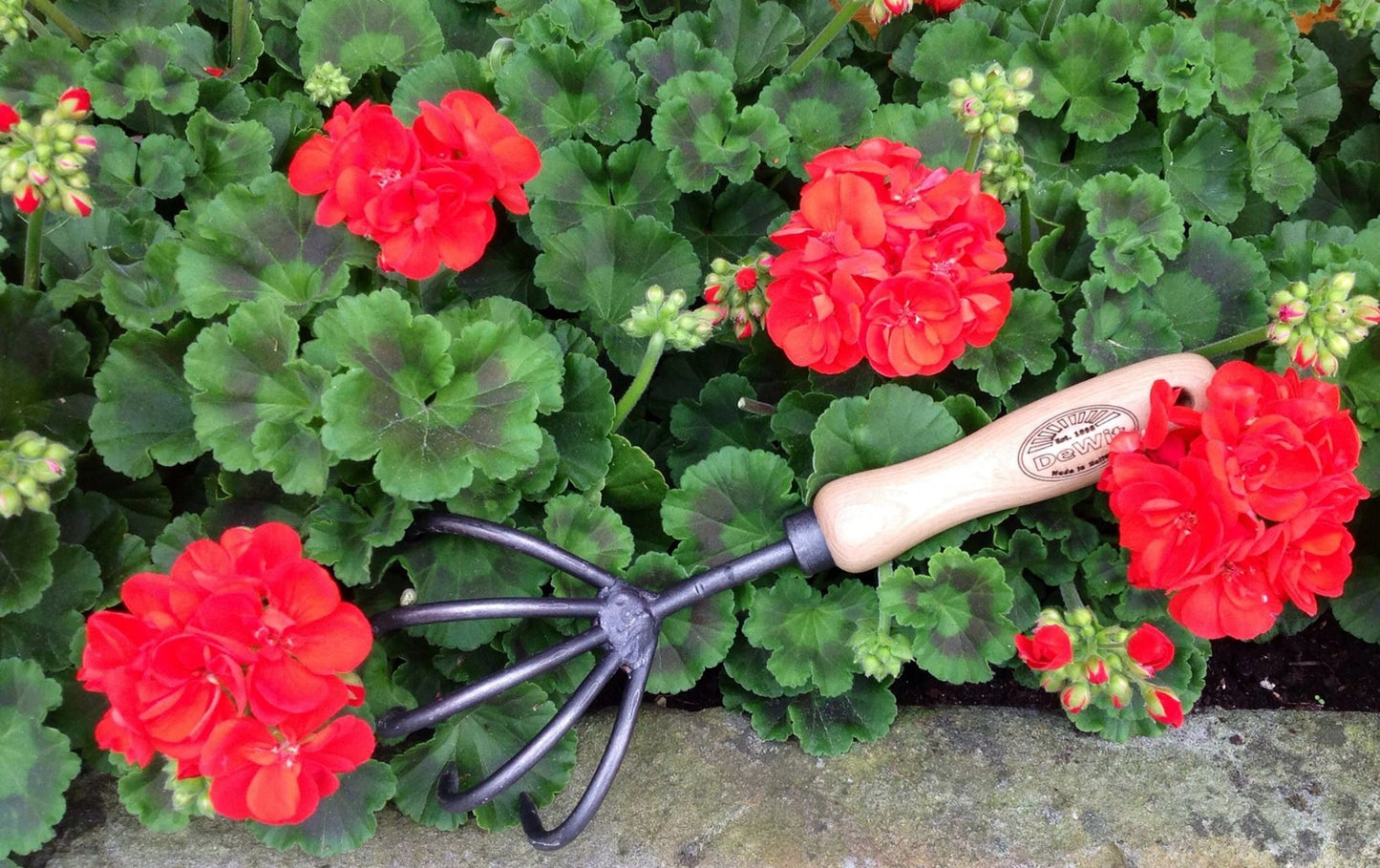 H Potter × DeWit forged 5-tine cultivator used in a garden bed of blooming geraniums for soil aeration and hand weeding