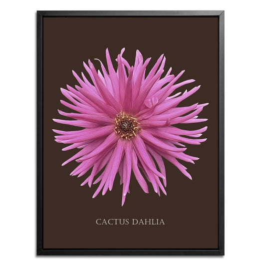 Pink Cactus Botanical Fine Art Print by H Potter