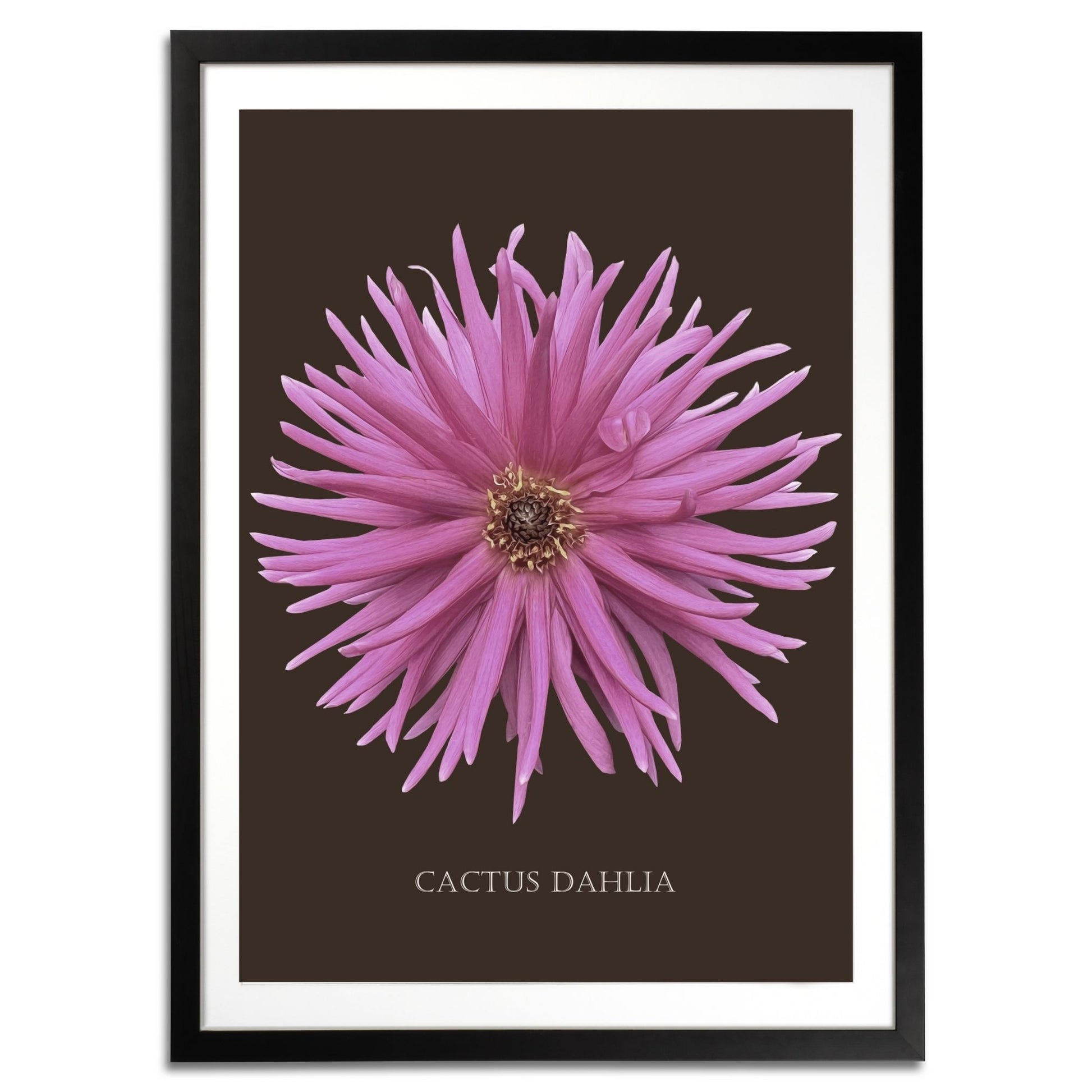 Pink Cactus Botanical Fine Art Print by H Potter
