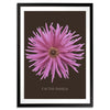 Pink Cactus Botanical Fine Art Print by H Potter