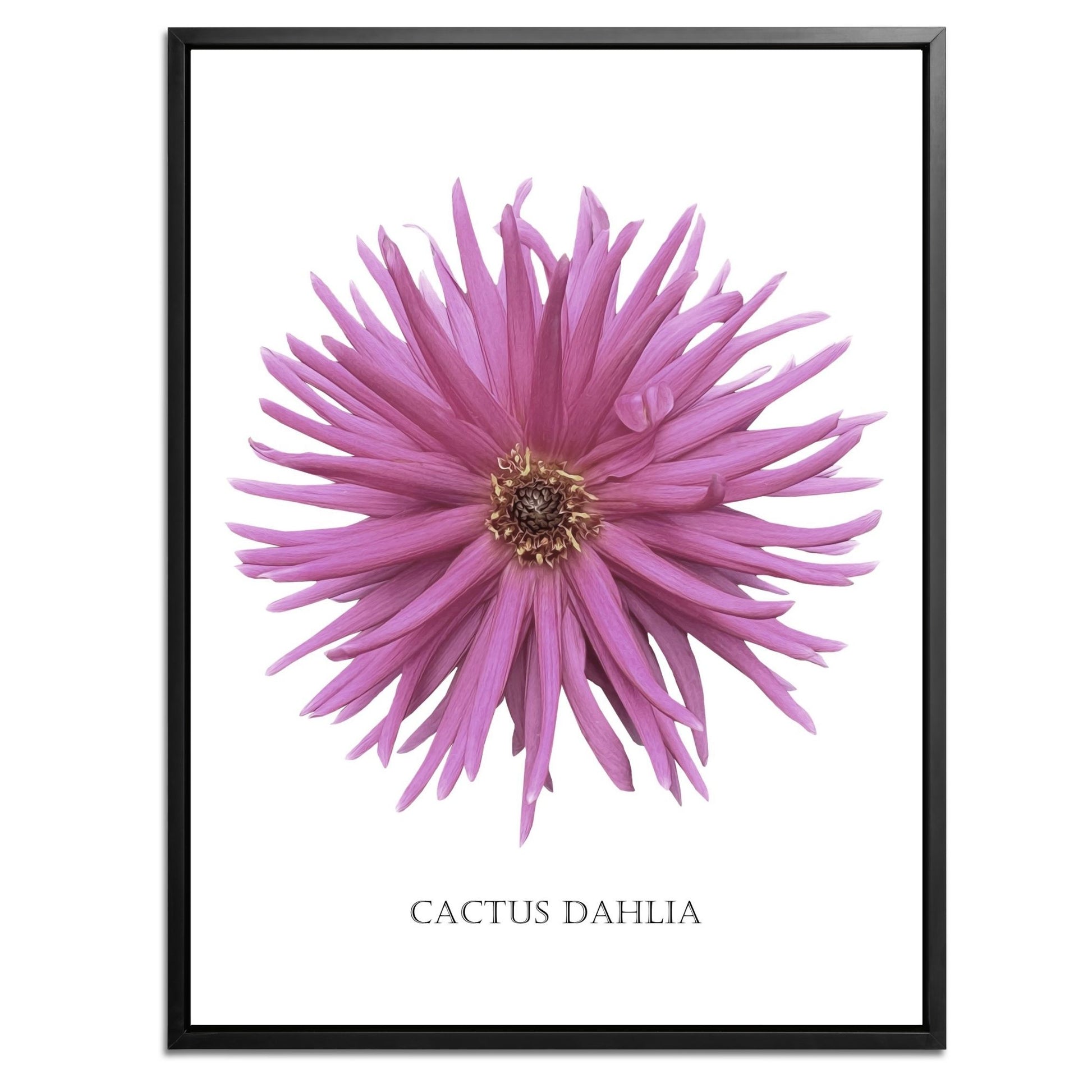 Pink Cactus Botanical Fine Art Print by H Potter