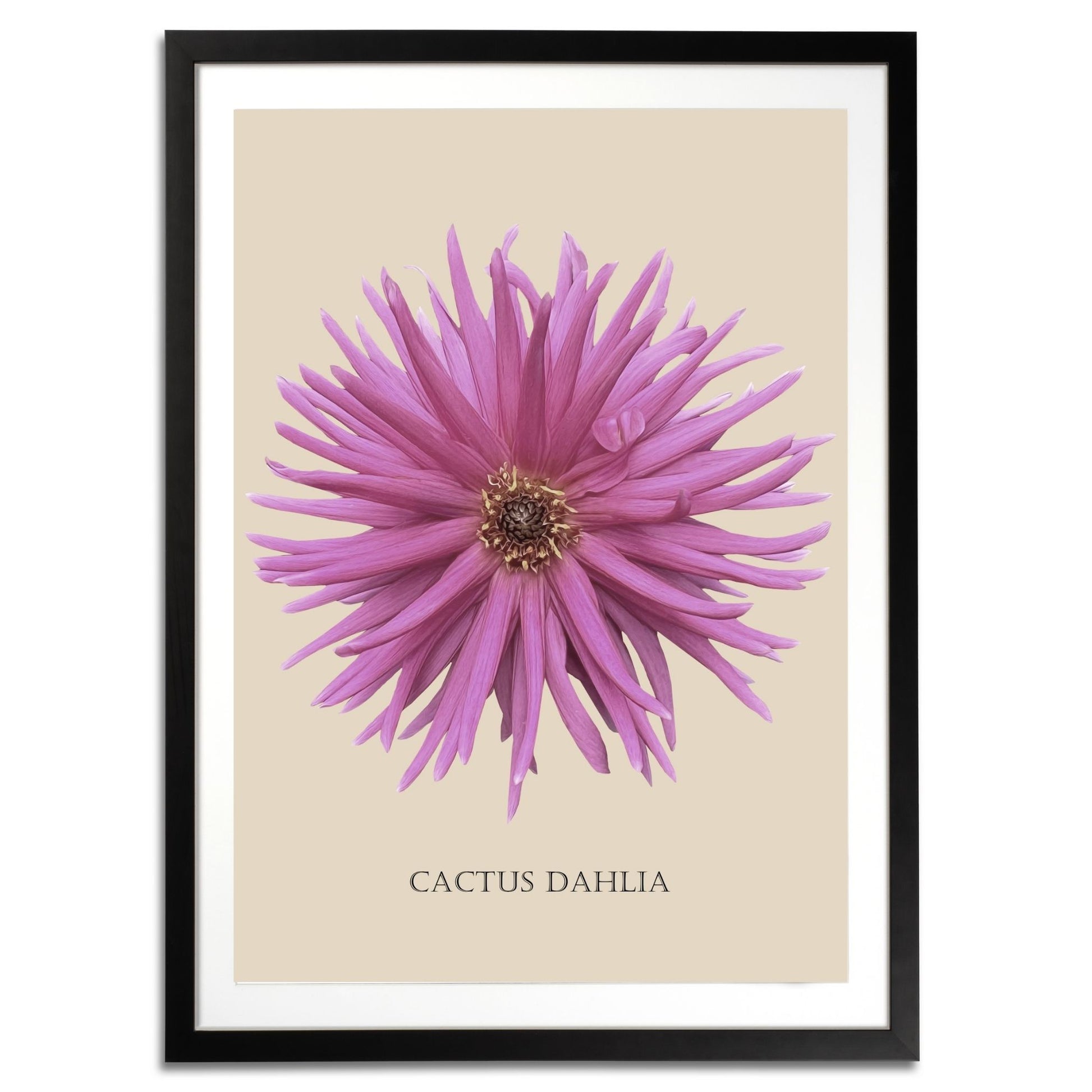 Pink Cactus Botanical Fine Art Print by H Potter