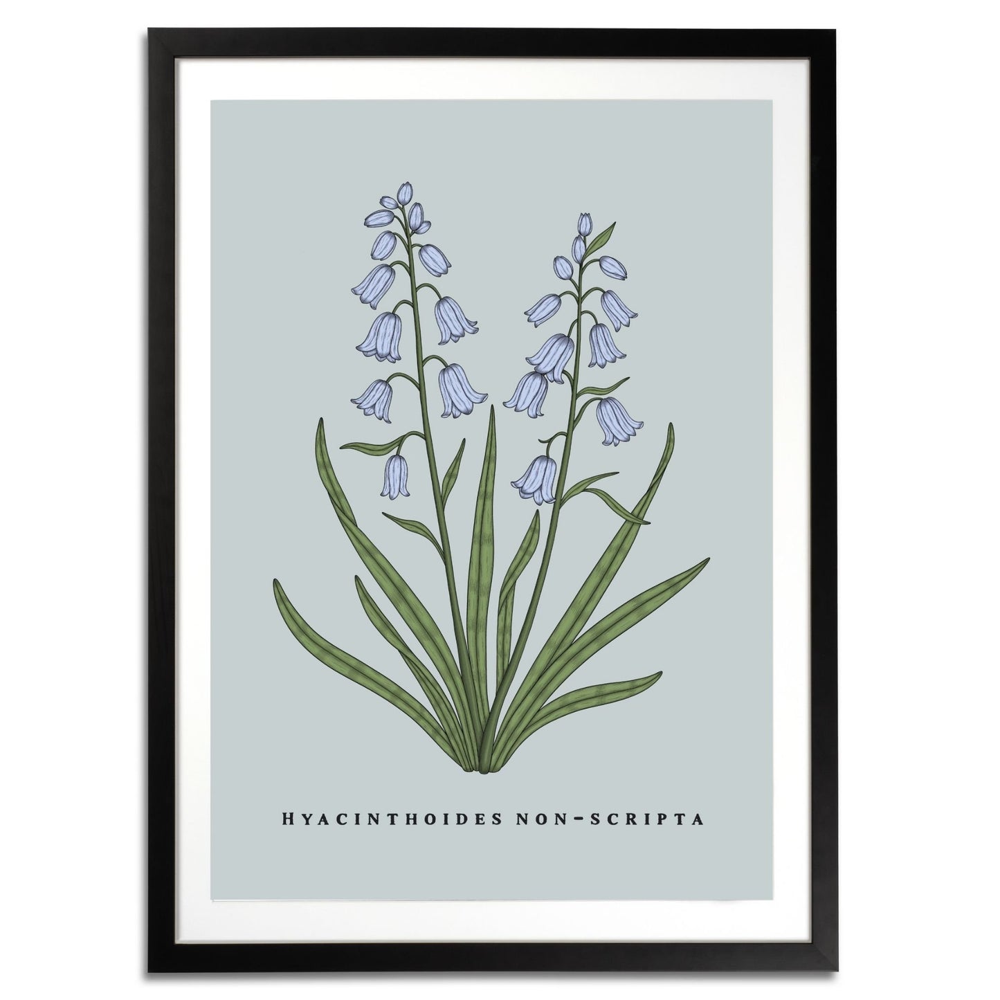 Bluebells Botanical Fine Art Print by H Potter