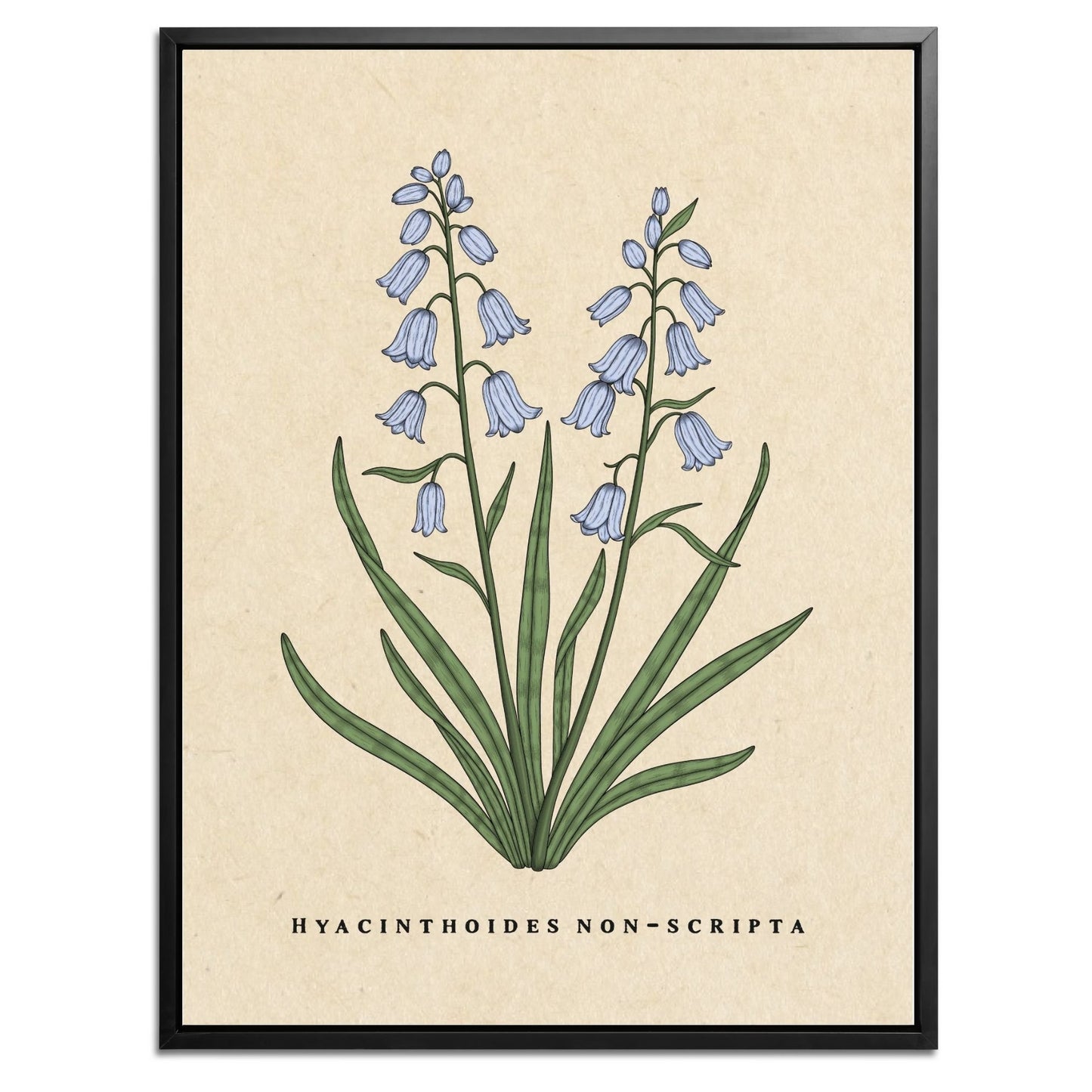 Bluebells Botanical Fine Art Print by H Potter